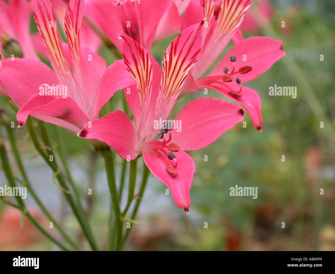 Peruvian lily (Alstroemeria ligtu), flowers Stock Photo