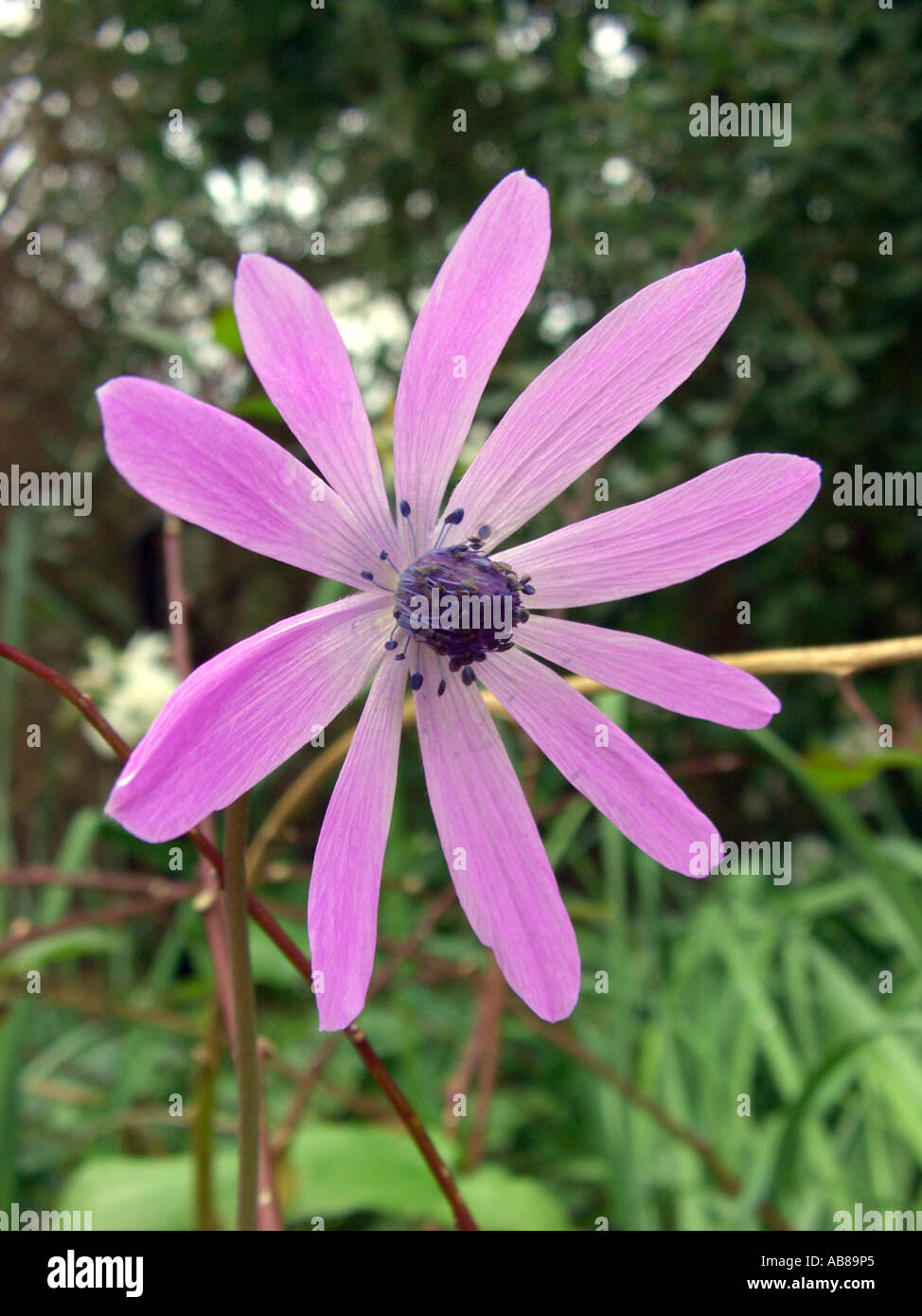 flower Anemone hortensis Stock Photo Alamy