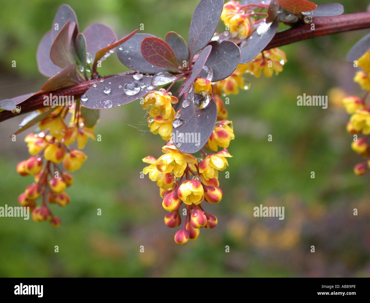 Japanese barberry (Berberis thunbergii), inflorescences Stock Photo