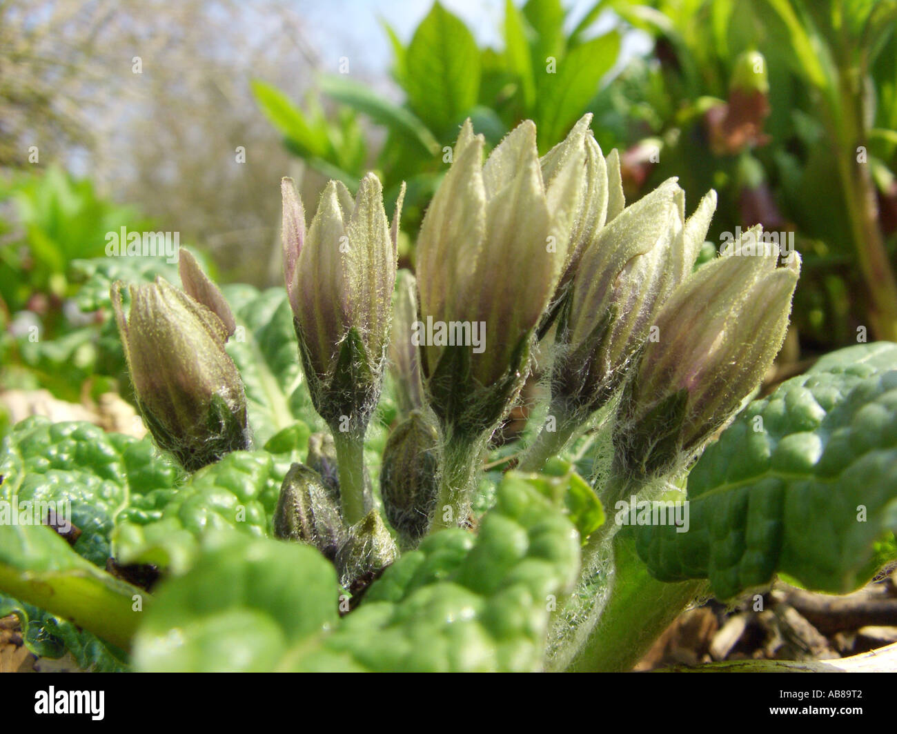 mandrake (Mandragora officinarum), blossoms Stock Photo