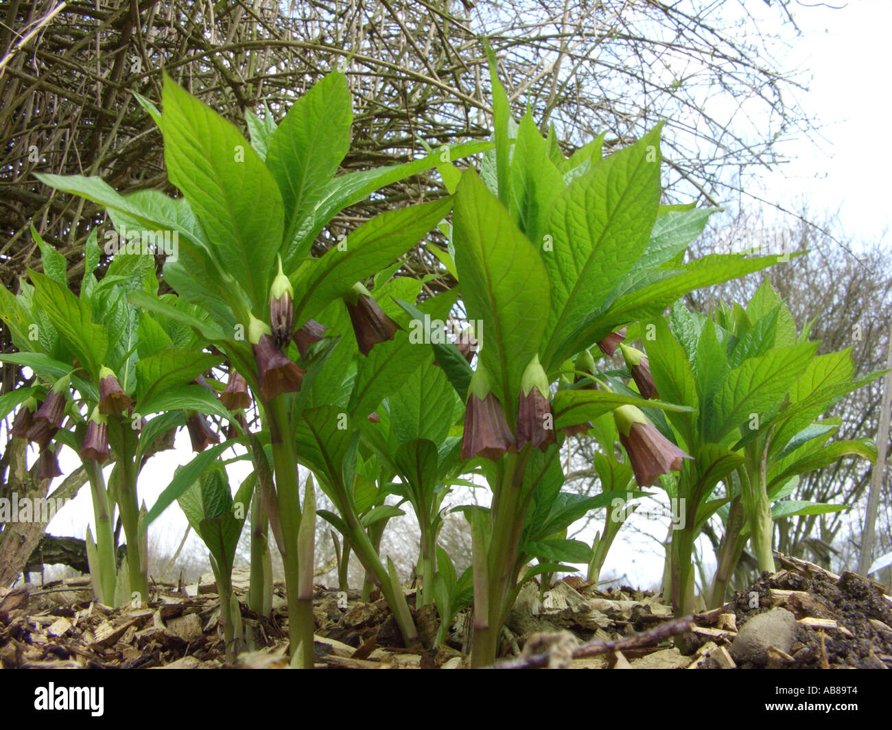 Scopolia, Russian Belladonna (Scopolia carniolica), group of plants Stock Photo