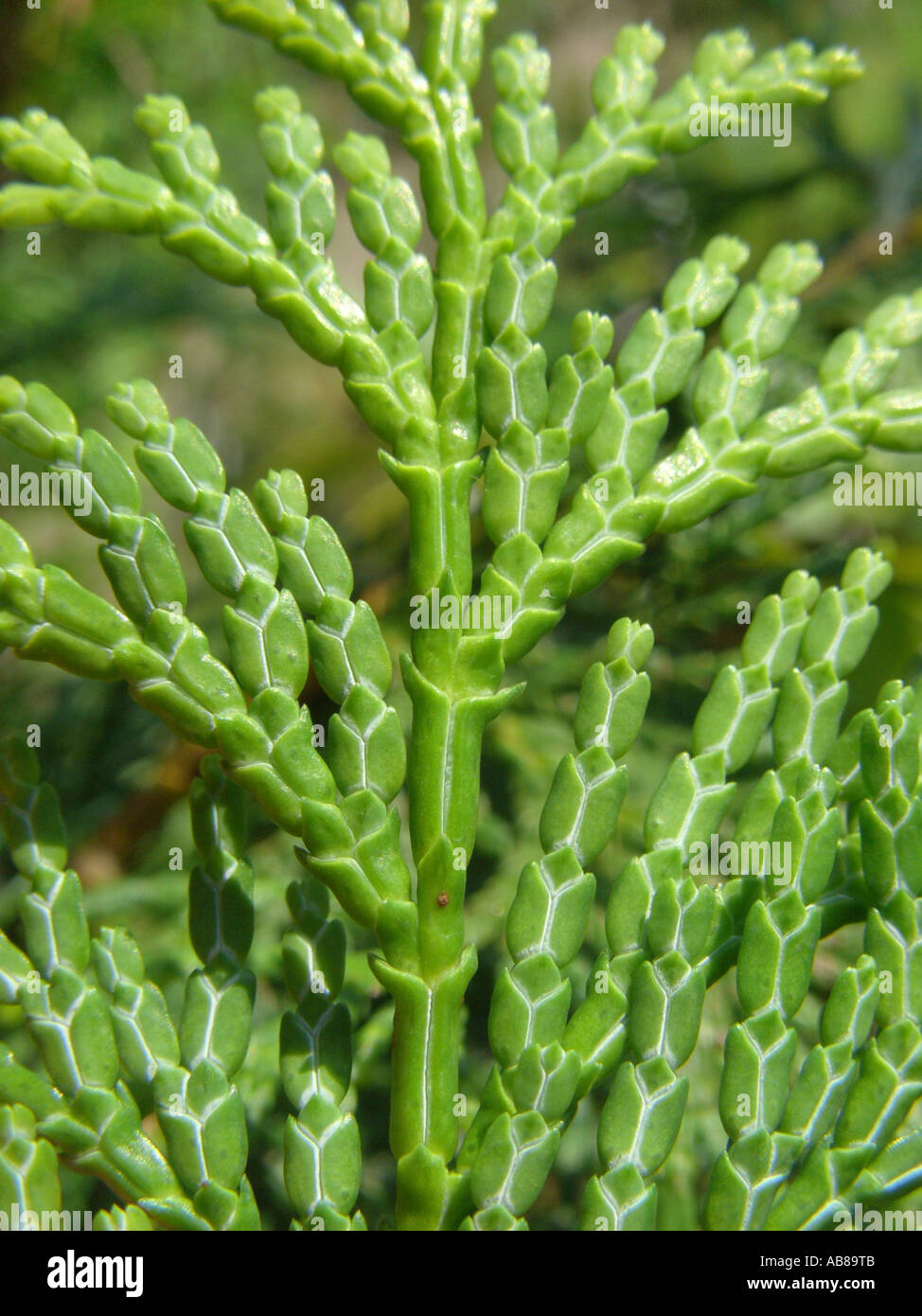 hinoki (Chamaecyparis obtusa), branch, underside, with white marks Stock Photo