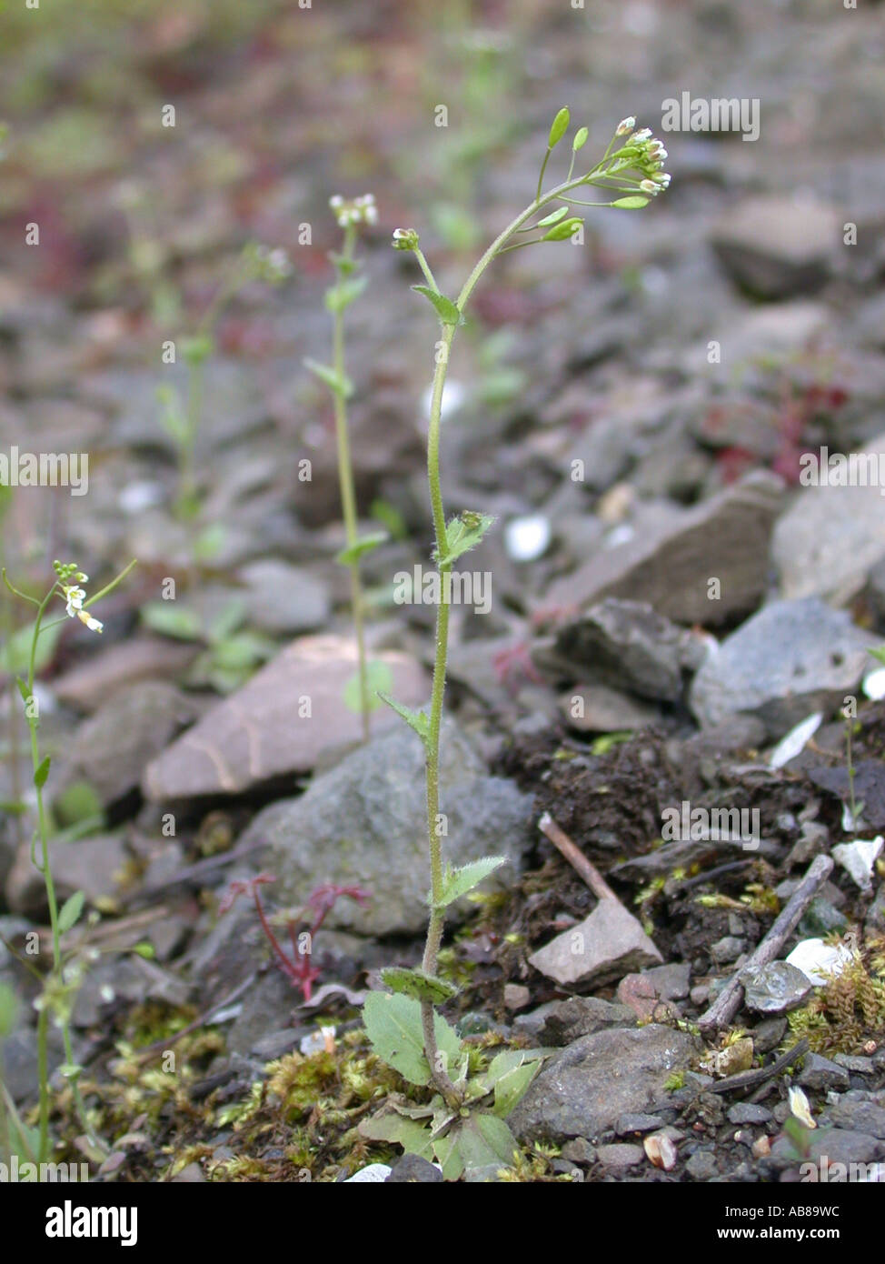 wall whitlow-grass (Draba muralis), plant on gravelly ground Stock Photo