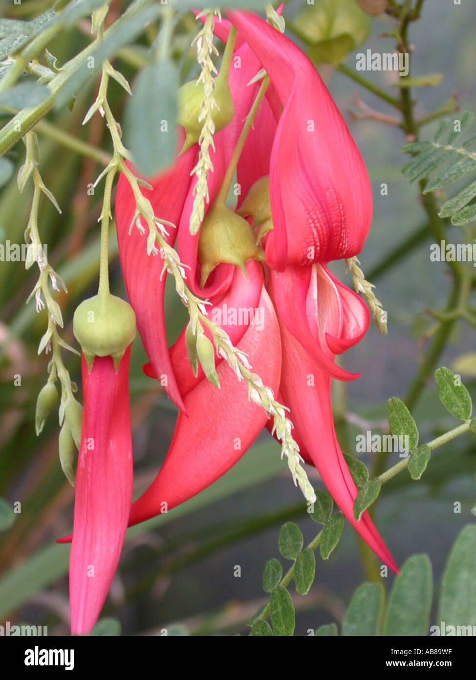 parrot's bill (Clianthus puniceus), flowers Stock Photo