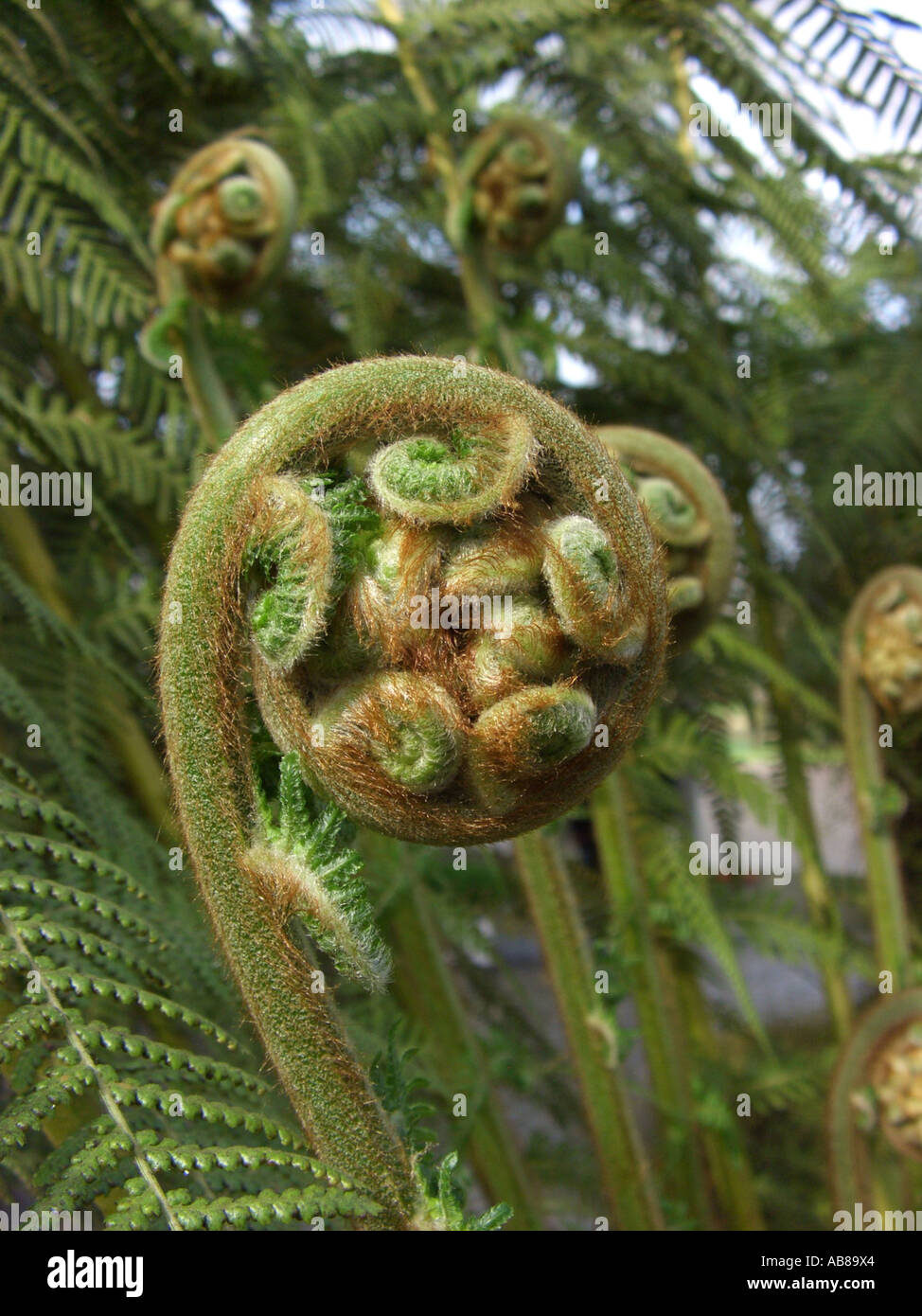 Tasmanian Tree Fern, Soft Tree Fern (Dicksonia antarctica), young