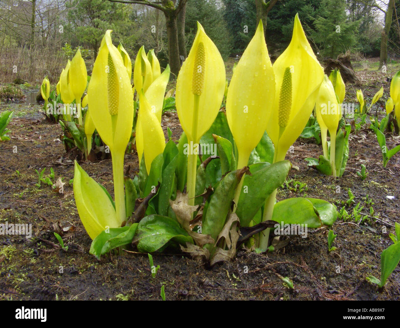 skunk cabbage, swamp lantern, yellow arum, yellow skunk cabbage (Lysichiton americanus), group of plants Stock Photo