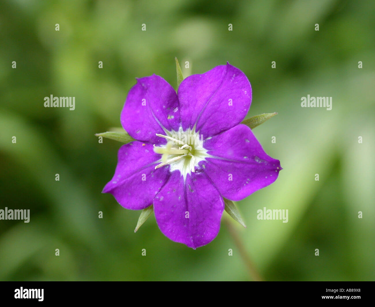large venus's-looking-glass (Legousia speculum-veneris), flower Stock Photo