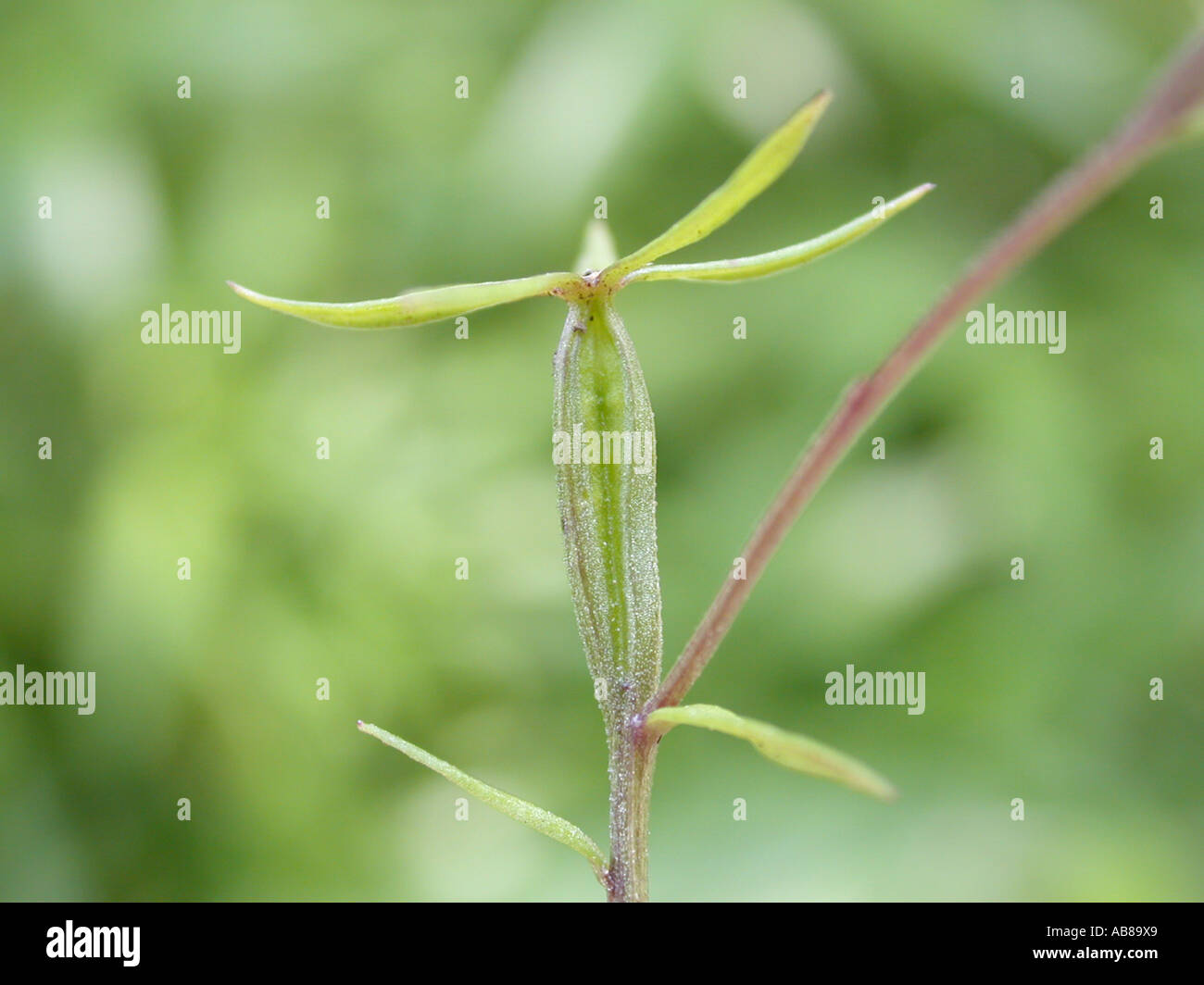 large venus's-looking-glass (Legousia speculum-veneris), fruits Stock Photo