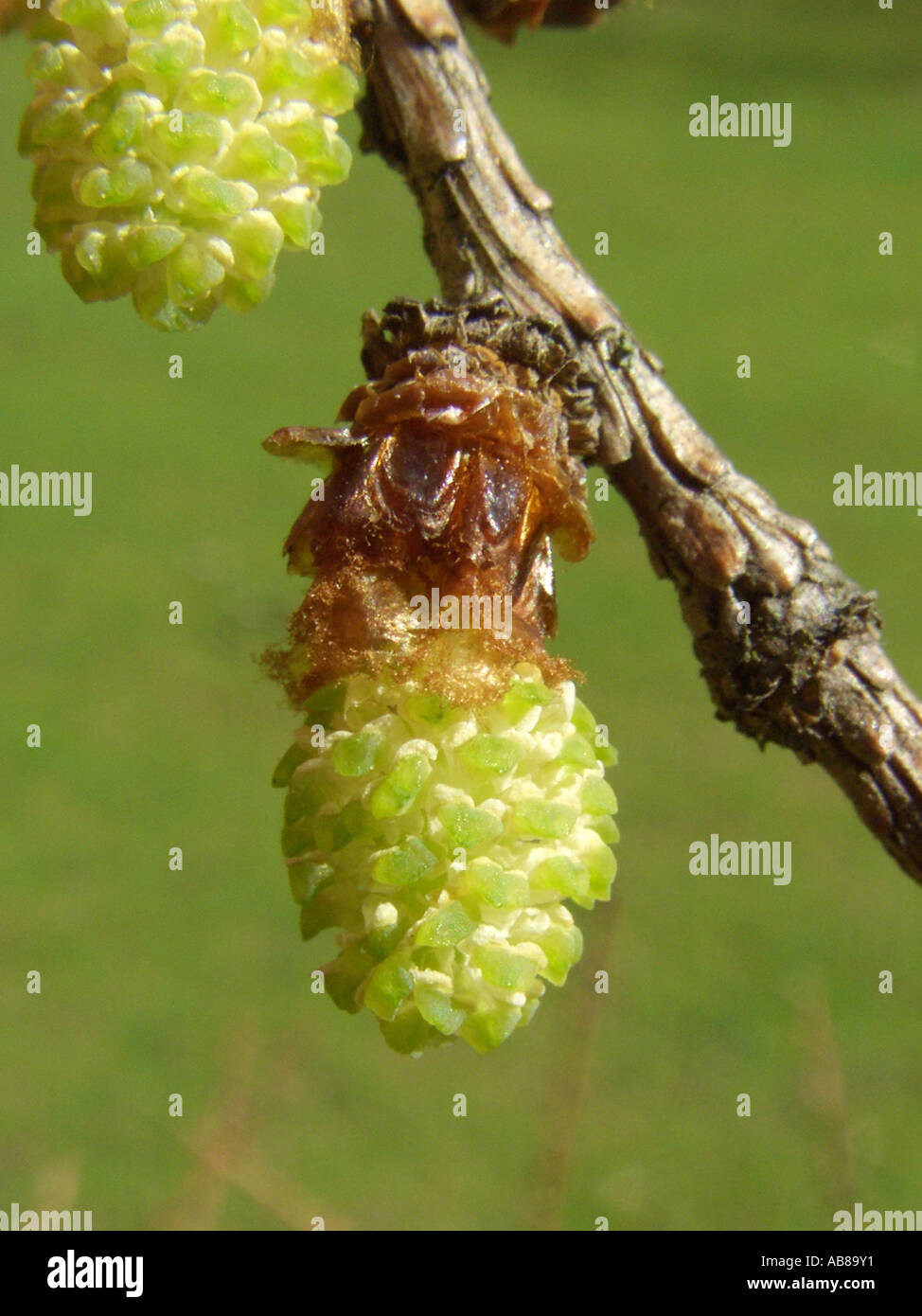 Japanese larch (Larix kaempferi), male inflorescences Stock Photo