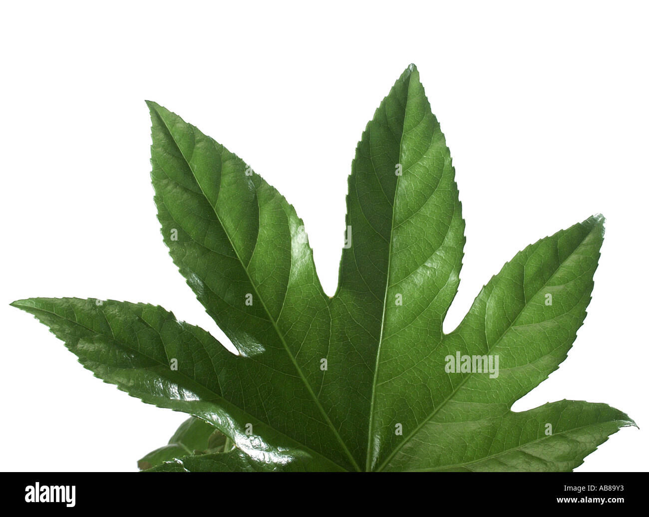 Japanese Aralia Fatsia Japonica Leaf Cut Out Stock Photo Alamy japanese-aralia-fatsia-japonica-leaf-cut-out-stock-photo-alamy