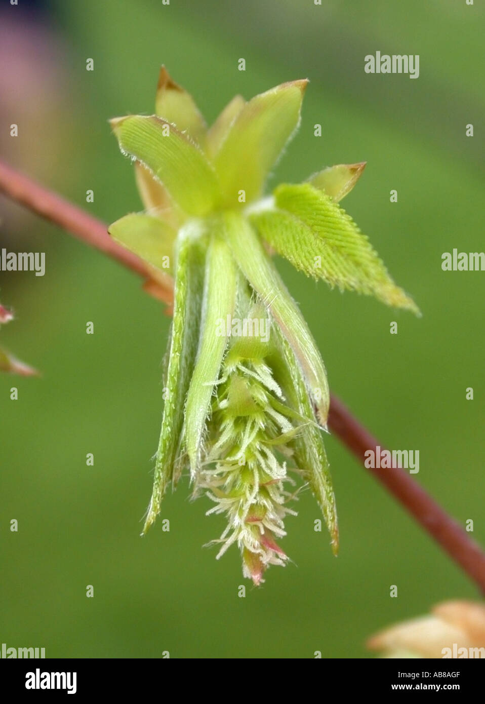 Japanese Hornbeam (Carpinus japonica), female inflorescence Stock Photo