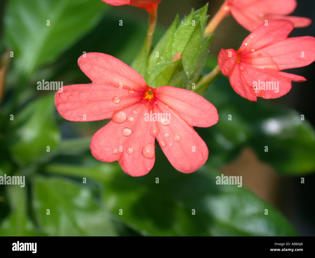 flower with raindrops Crossandra nilotica Stock Photo