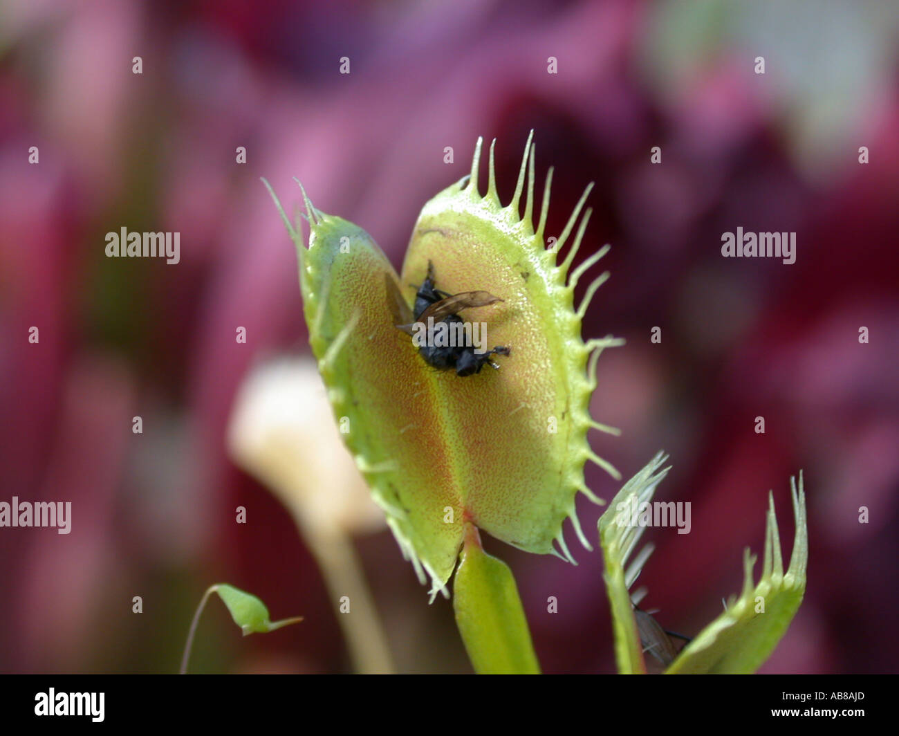 Digested Fly Venus flytrap (Dionaea muscipula), trap with the remains of a digested ...