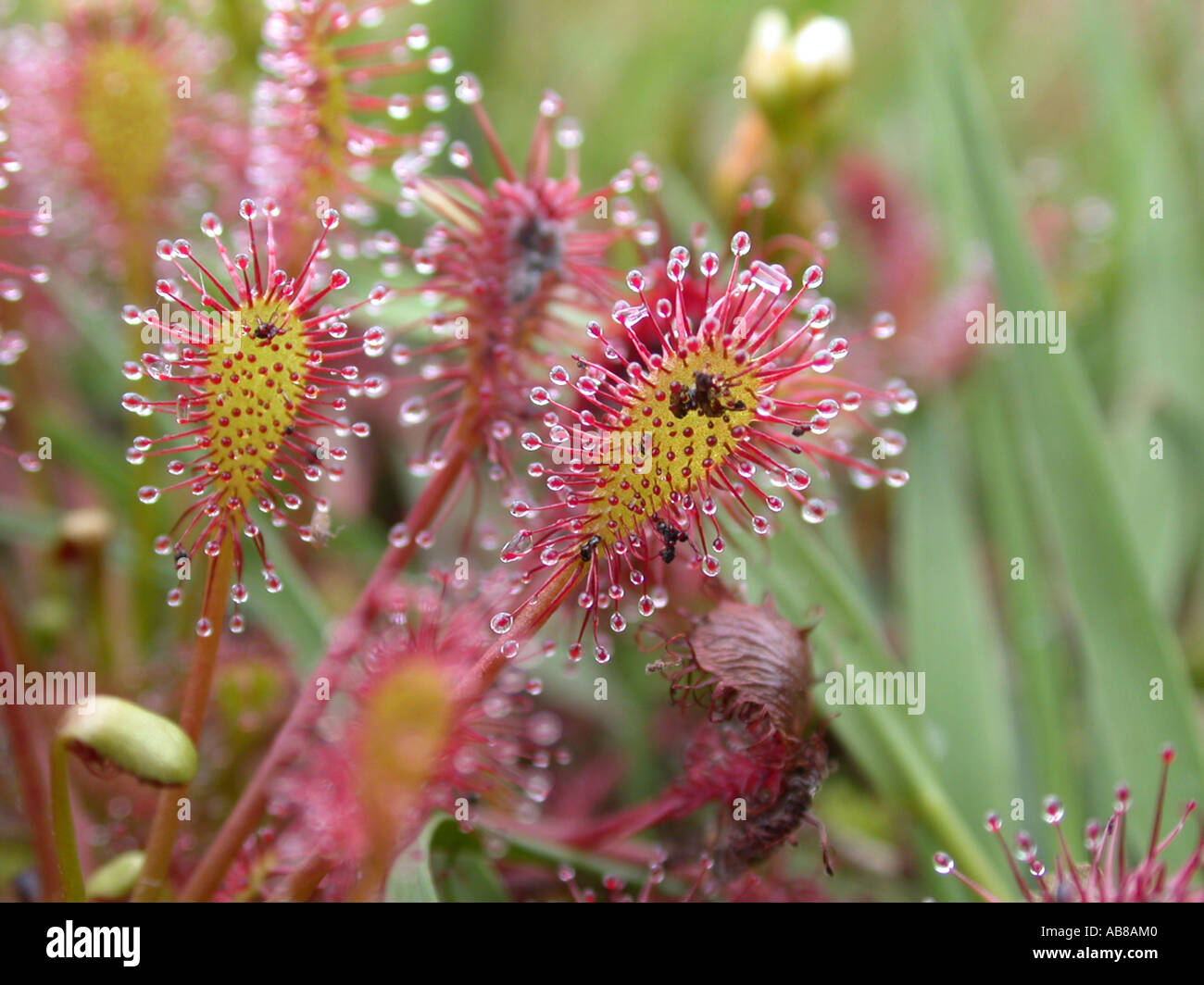Spoon leaved sundew hires stock photography and images Alamy