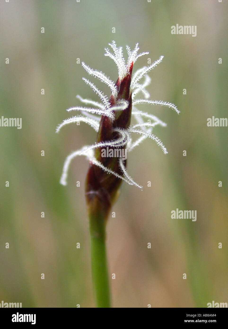 many-stalked spike-rush (Eleocharis multicaulis), inflorescence with female flowers Stock Photo
