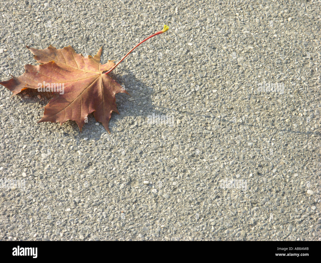 maple leaf in autumn colour lying on floor Stock Photo
