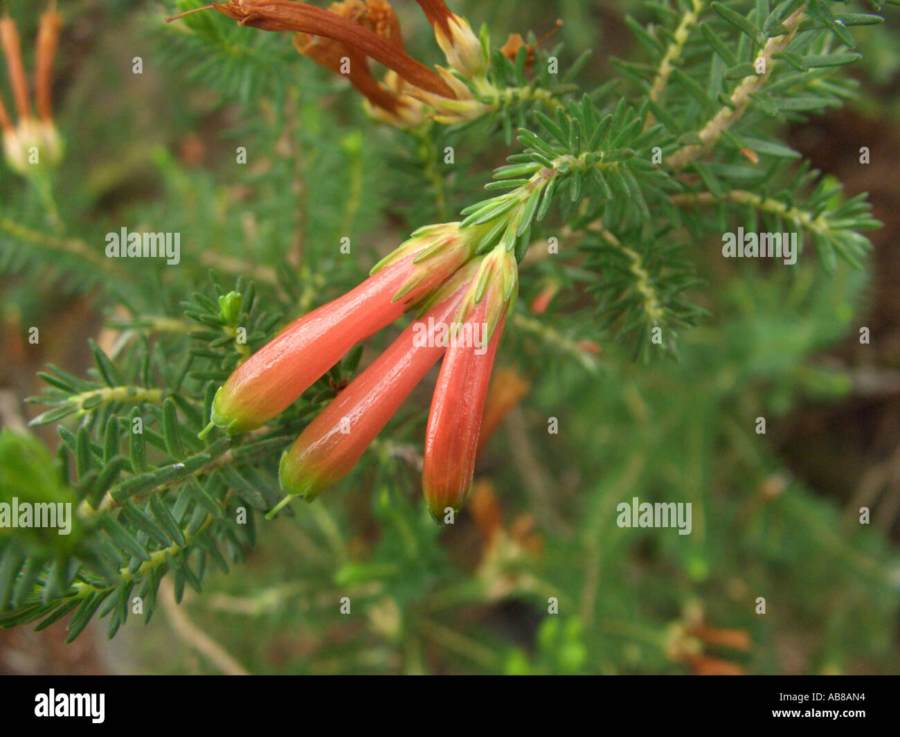 Outeniqua Heather (Erica versicolor), flowers, distribution: S-Afrika Stock Photo