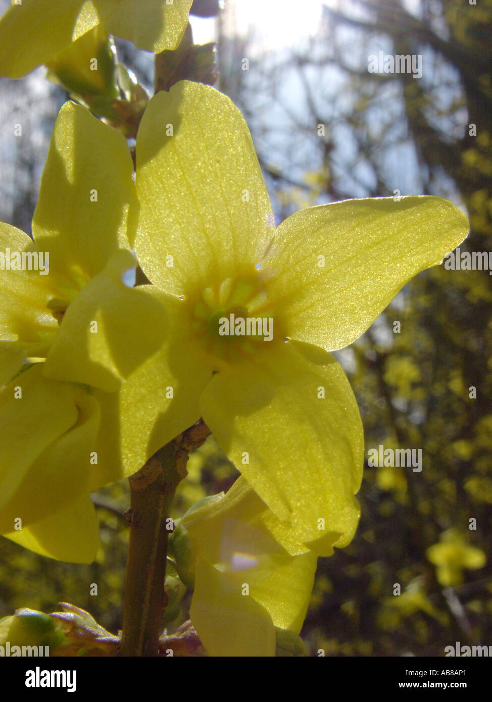 common forsythia (Forsythia x intermedia, Forsythia intermedia), flower in back light Stock Photo