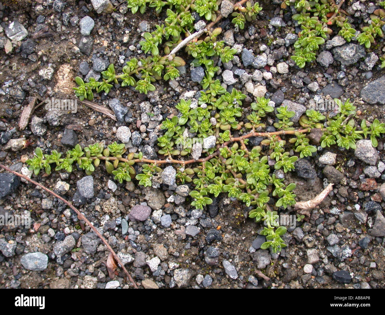 smooth rupturewort, smooth burstwort (Herniaria glabra), plant on gravelly ground Stock Photo