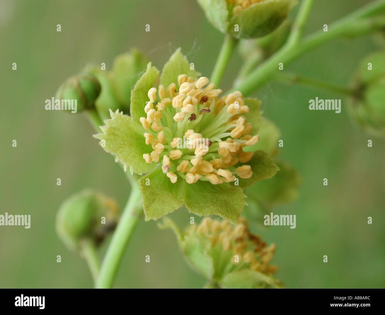Iigiri Tree, Ligiri, Wonder Tree (Idesia polycarpa), male flower Stock Photo