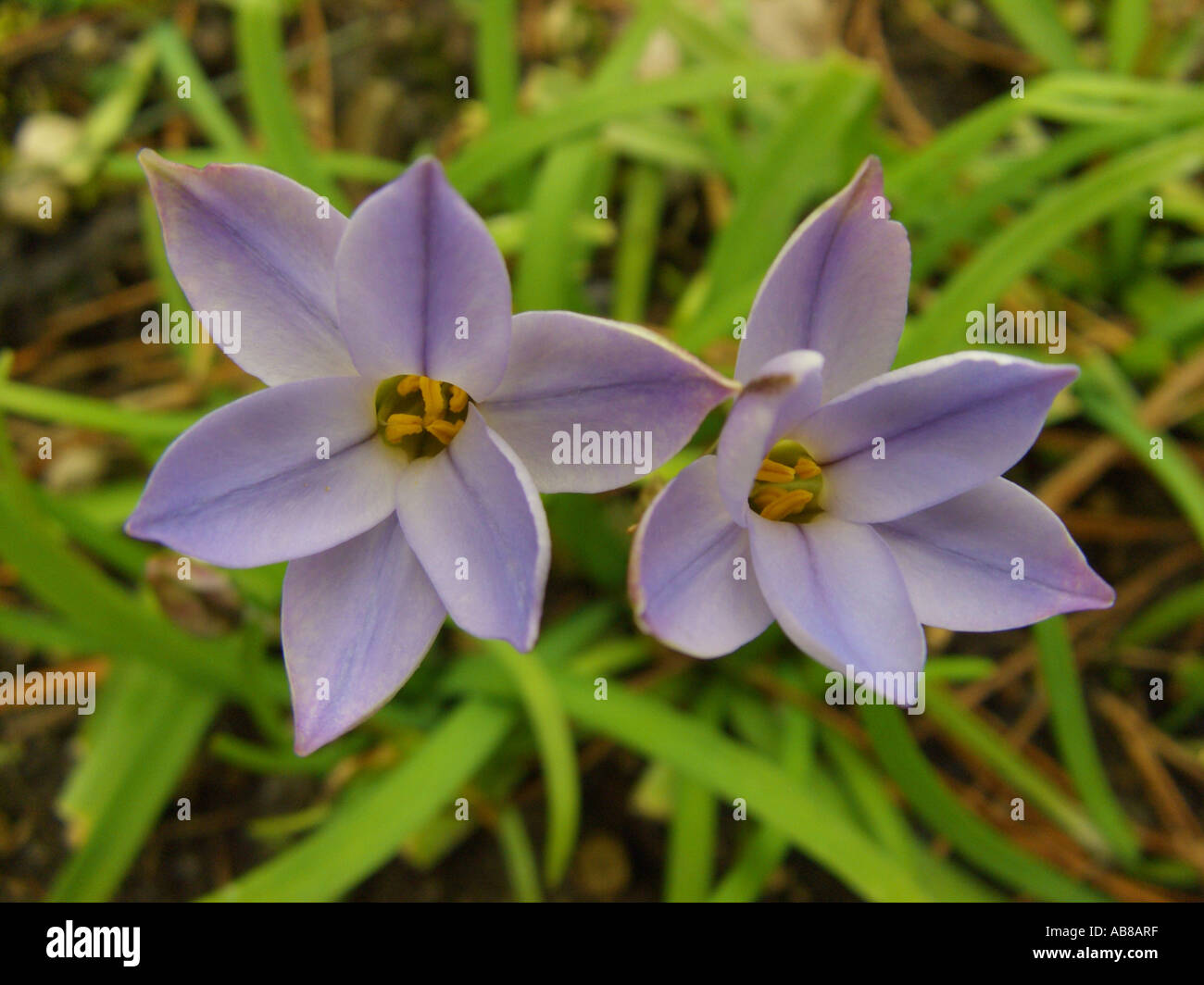 Spring Starflower (Ipheion uniflorum), flowers Stock Photo
