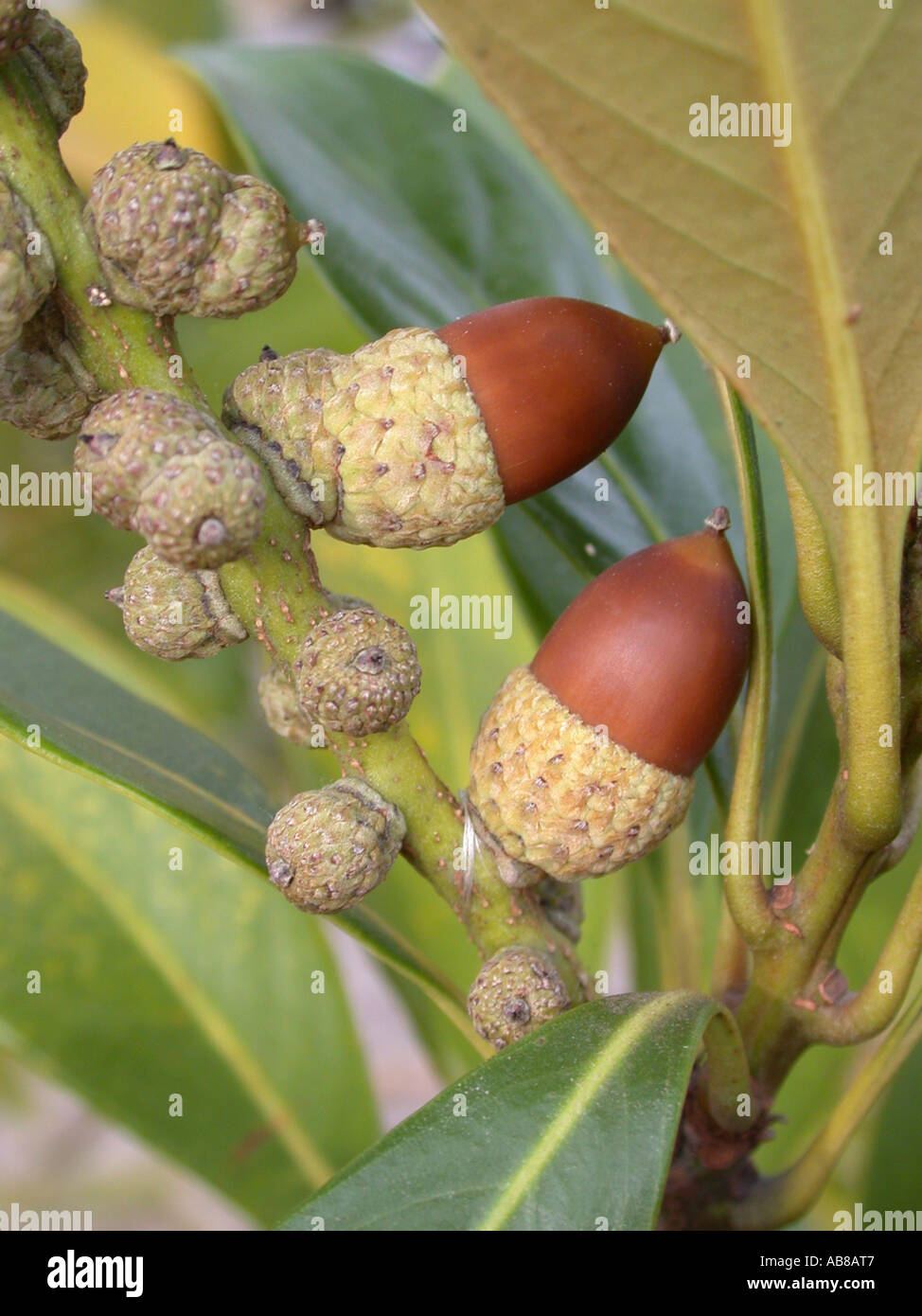 Japanese Tanbark Oak (Lithocarpus edulis), fruits, acorns Stock Photo