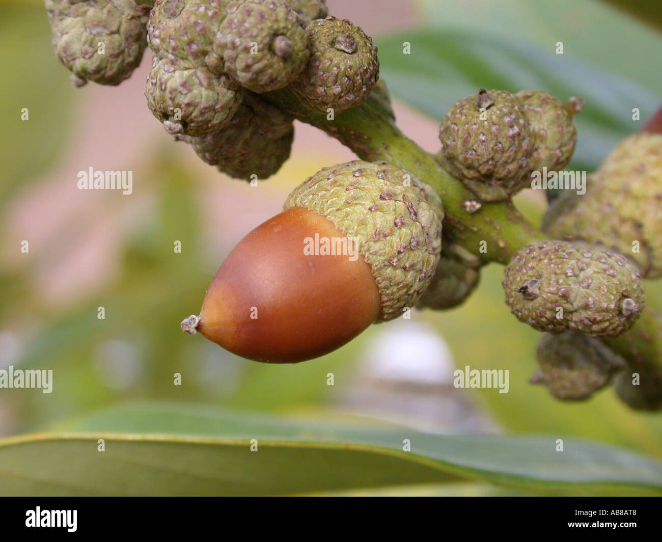 Japanese Tanbark Oak (Lithocarpus edulis), fruit, acorn Stock Photo