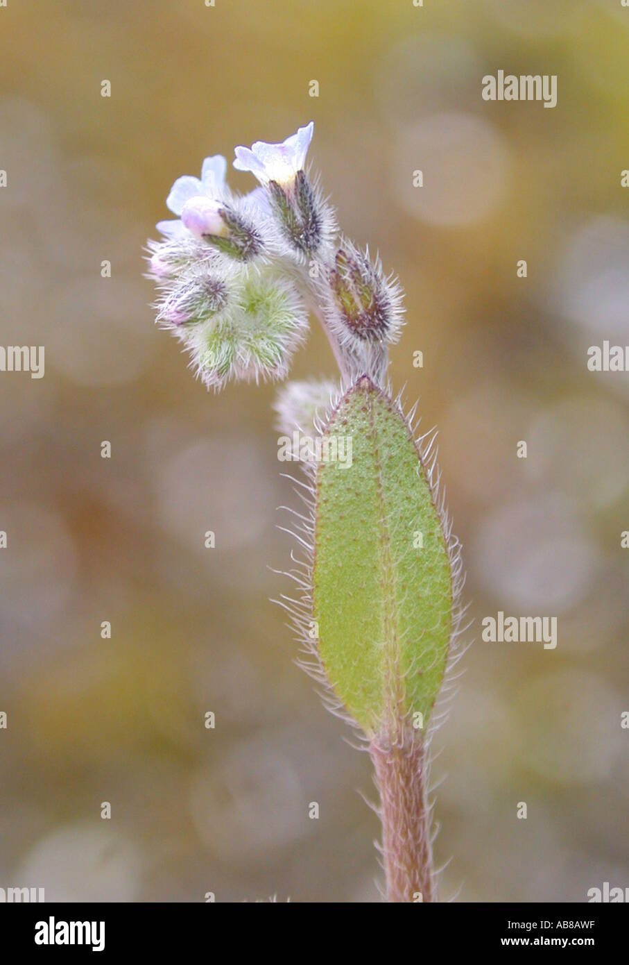 early forget-me-not (Myosotis ramosissima), flowers Stock Photo