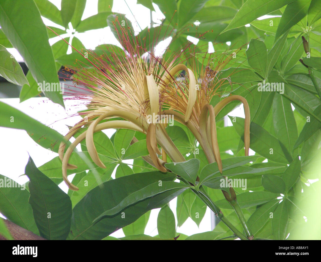 Provision Tree (Pachira aquatica), flowers Stock Photo