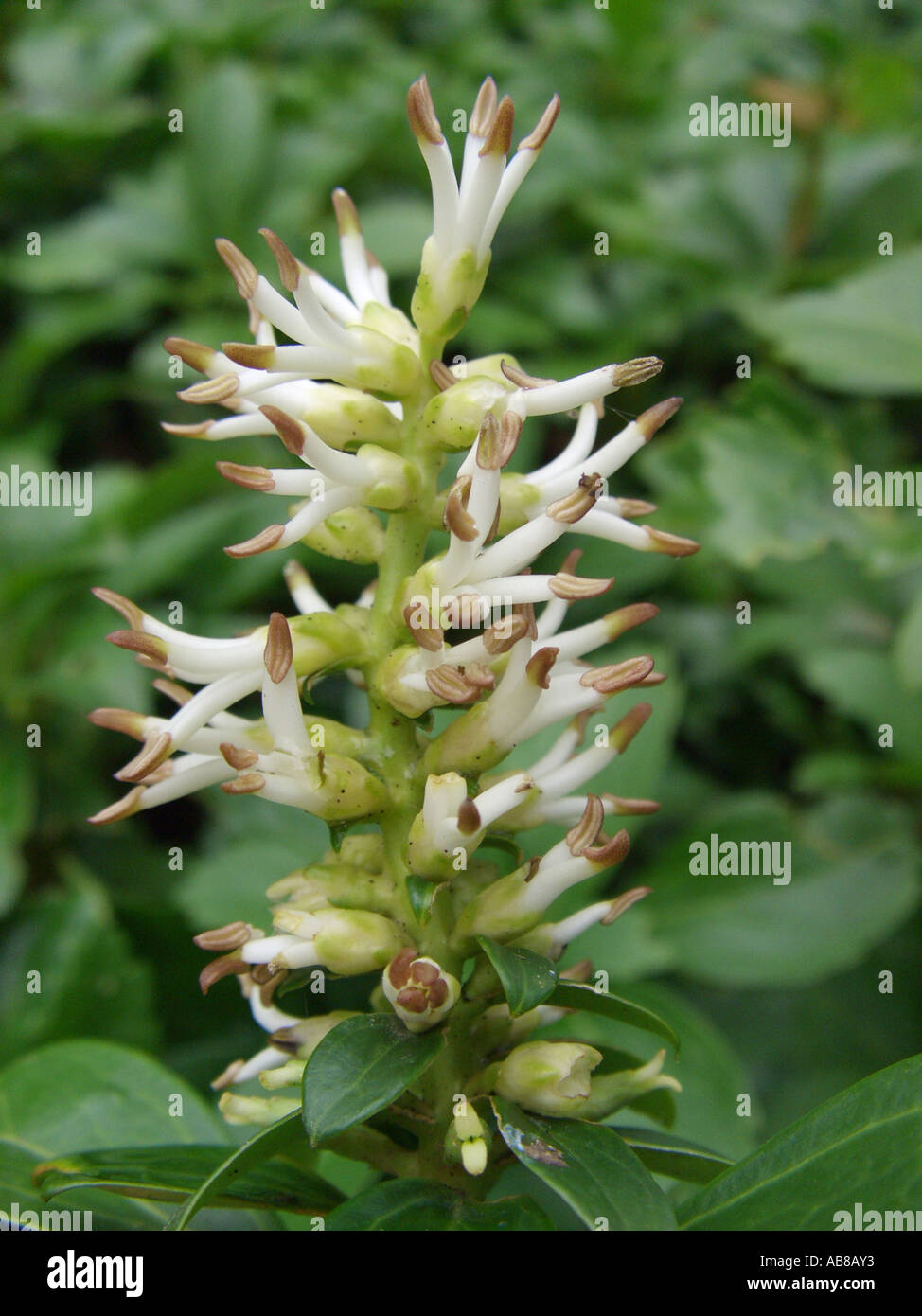 Japanese pachysandra, Japanese-spurge (Pachysandra terminalis), inflorescence Stock Photo