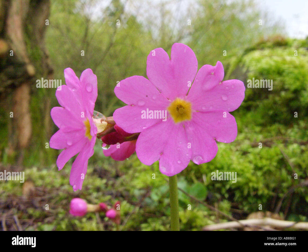 Primula rosea (Primula rosea), flowers Stock Photo