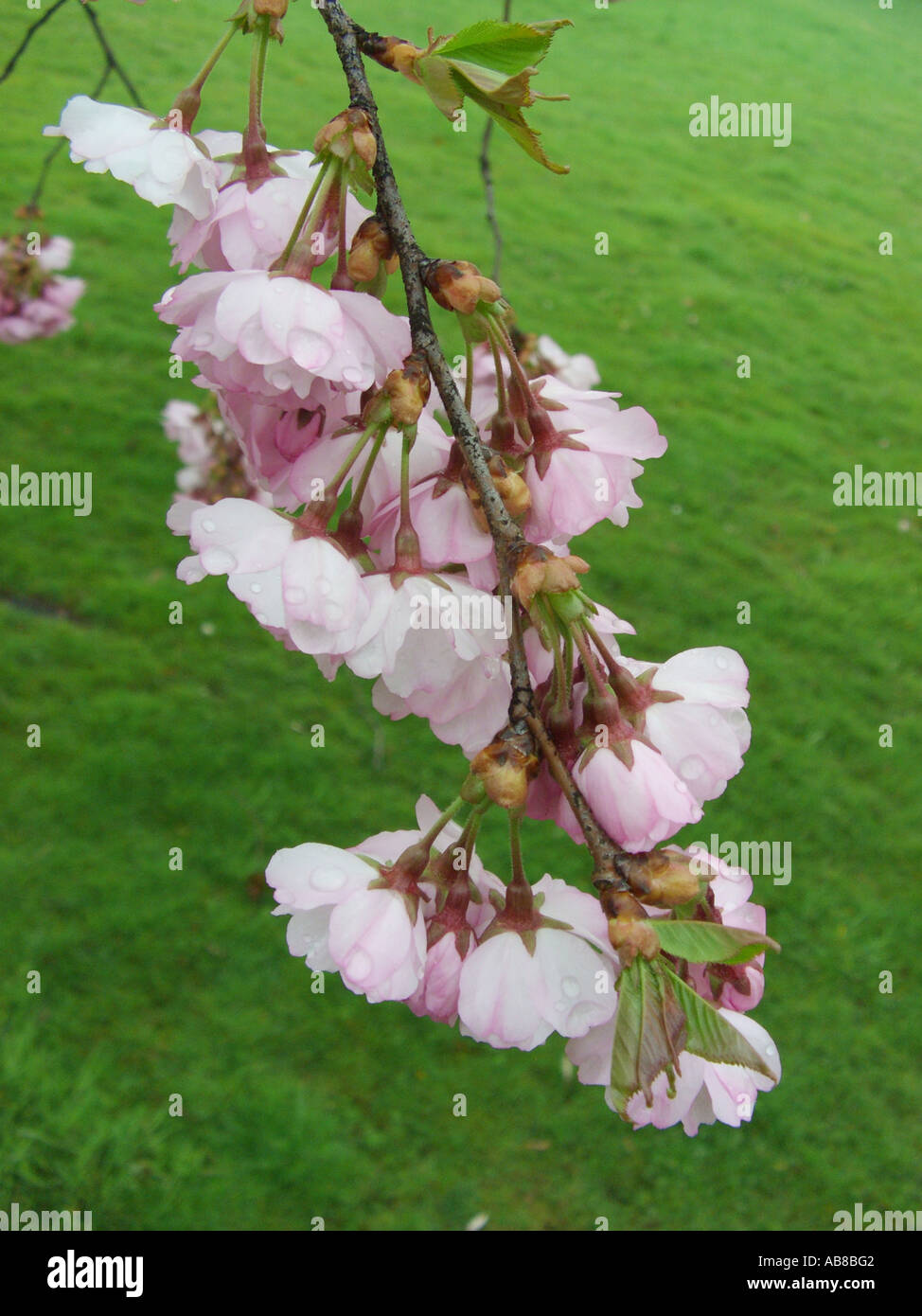 sargent cherry (Prunus sargentii), cv. Accolade, twig with flowers Stock Photo
