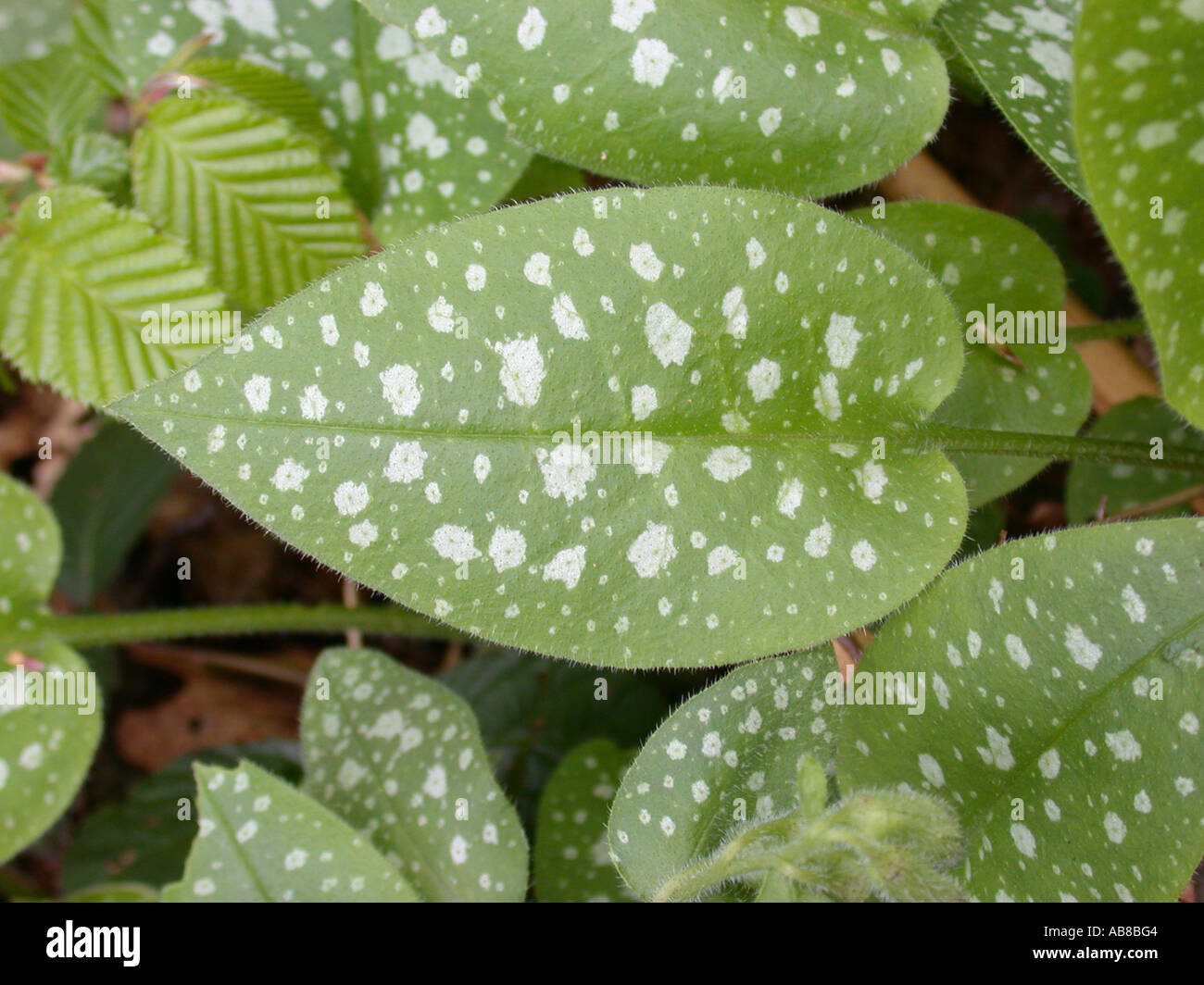 common lungwort (Pulmonaria officinalis), leaf with white blotches Stock Photo