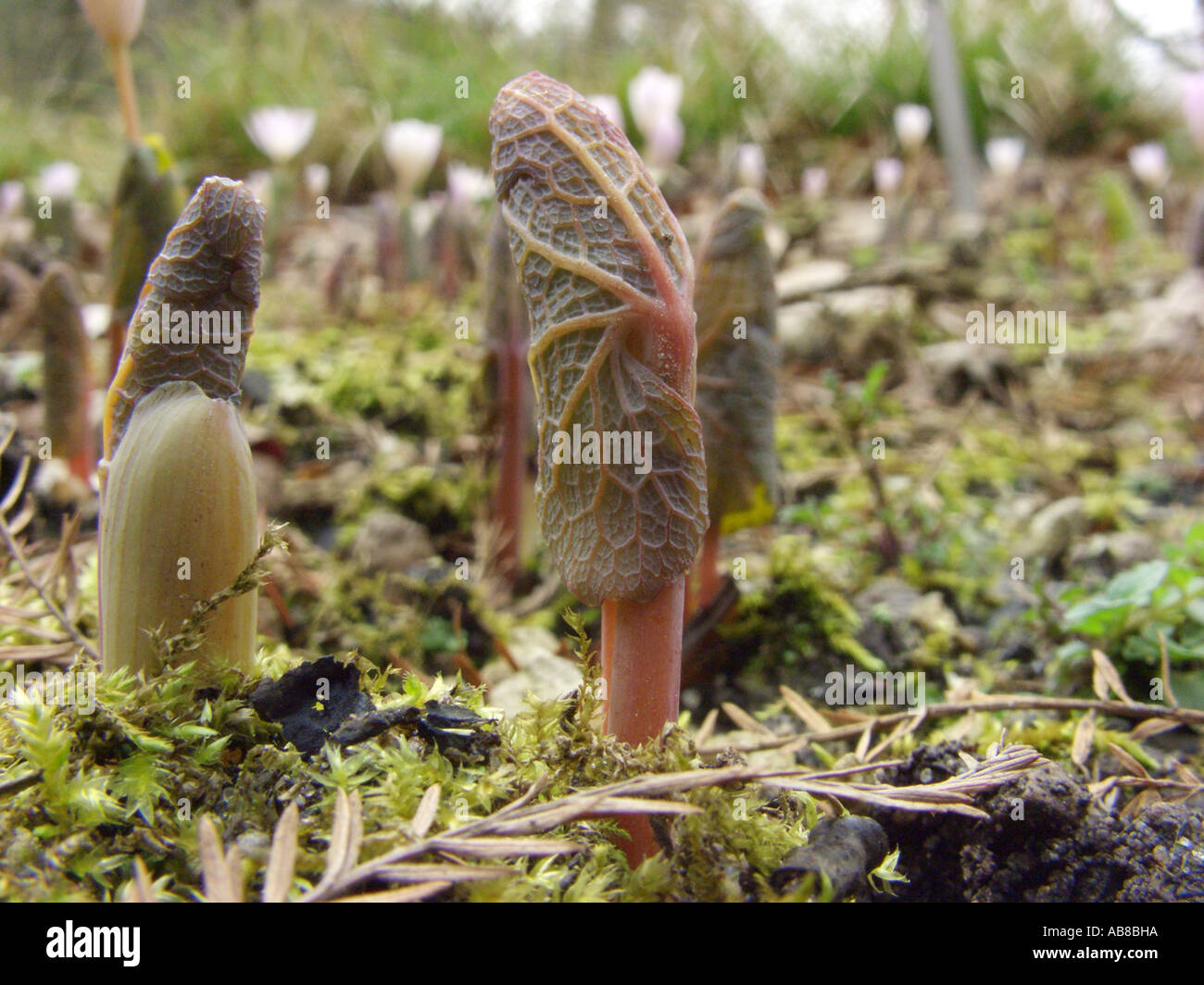 blood root, puccoon (Sanguinaria canadensis), shooting in spring Stock Photo