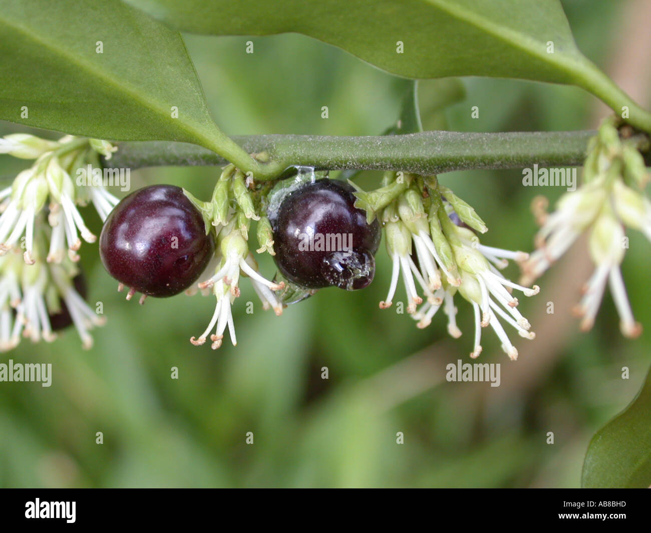 Sweet Box (Sarcococca humilis (Sarcococca hookeriana var. humilis)), flowers und fruits, fruit with icy drop Stock Photo