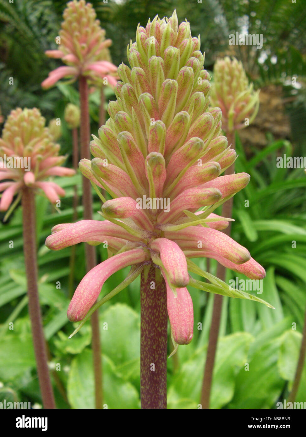 inflorescence Veltheimia capensis Stock Photo