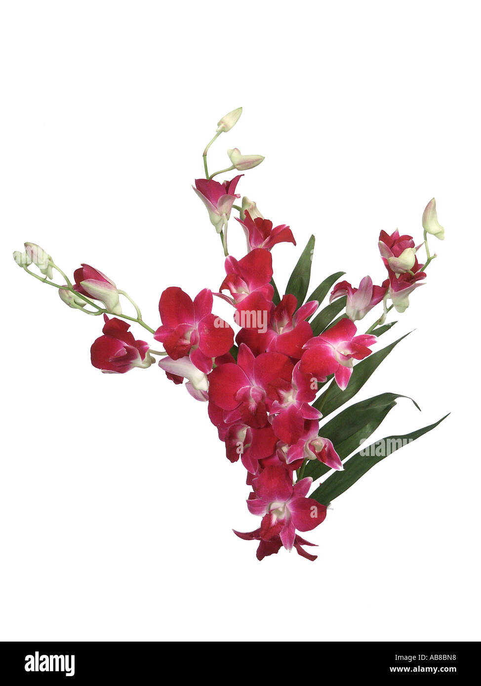 antelope orchid (Dendrobium canaliculatum), bouquet Stock Photo