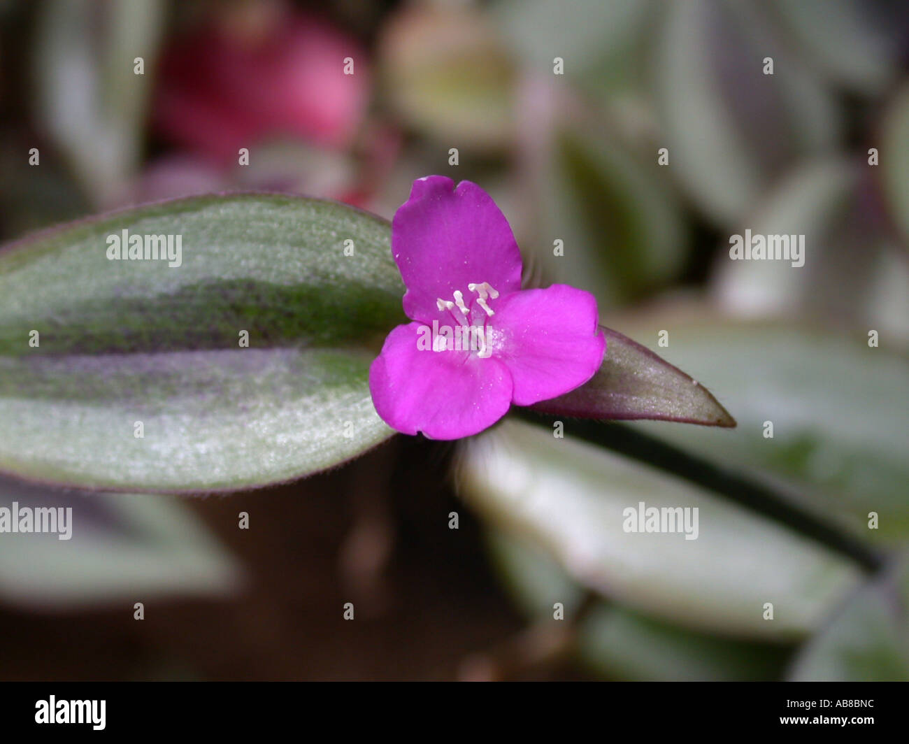 Wandering Jew (Zebrina pendula, Tradescantia zebrina), flower and leaves Stock Photo