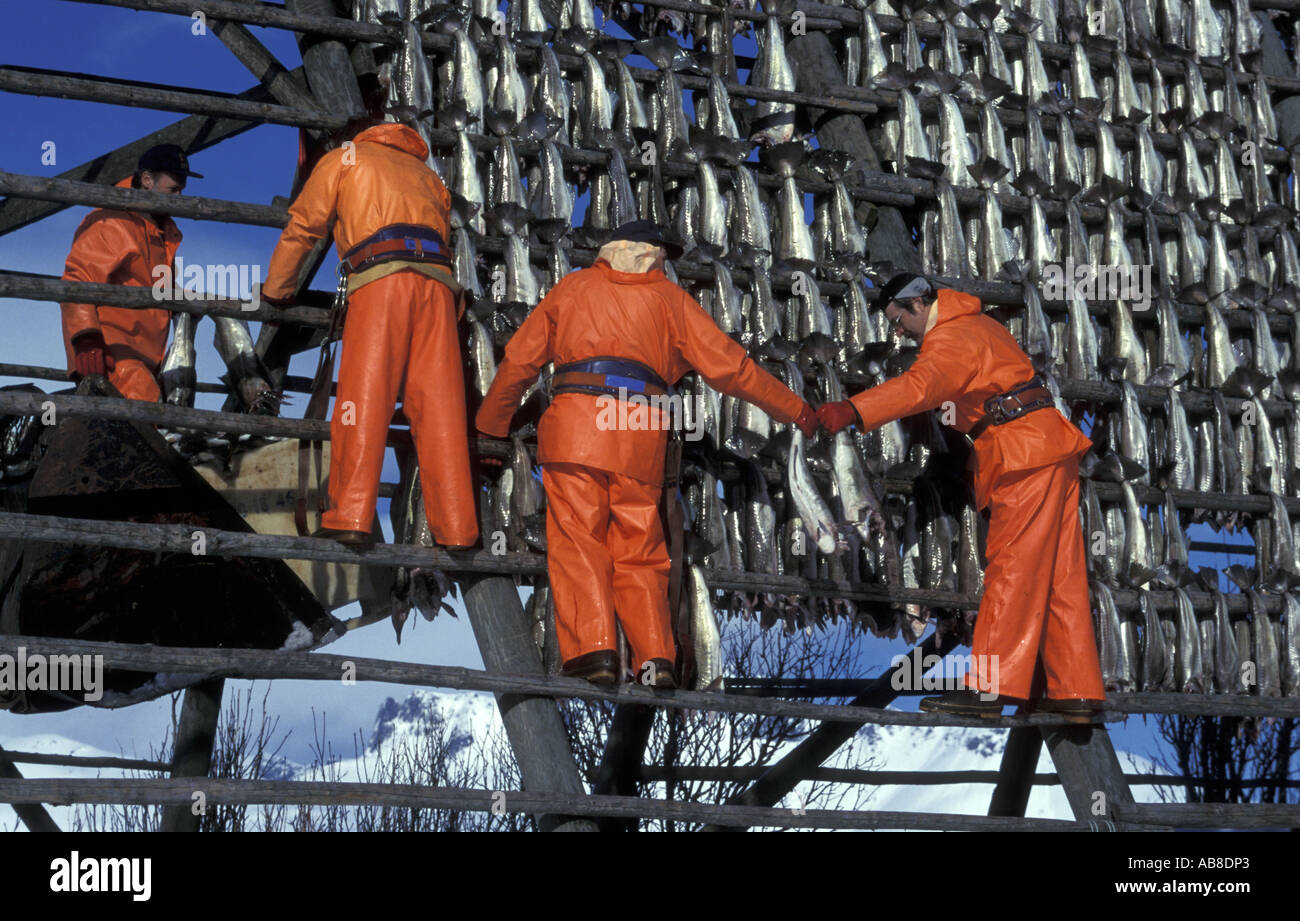 fishermen hang up codfishes for drying, Norway, Nordland Stock Photo