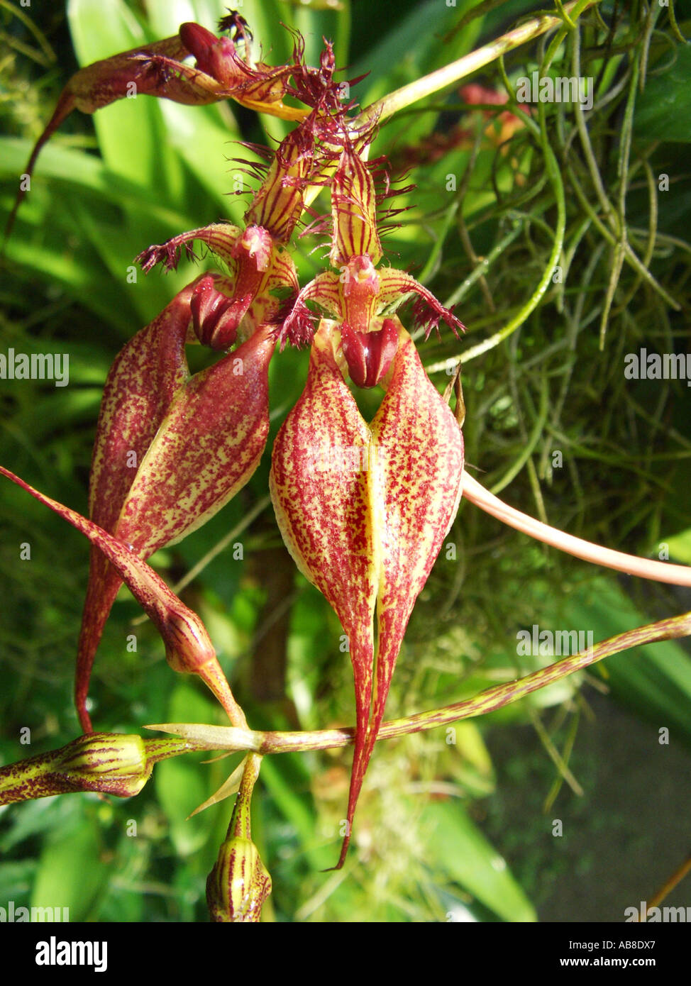 Red-Tail Bulb-Leaf Orchid Bulbophyllum rothschildianum Cirrhopetalum rothschildianum, flowers Stock Photo