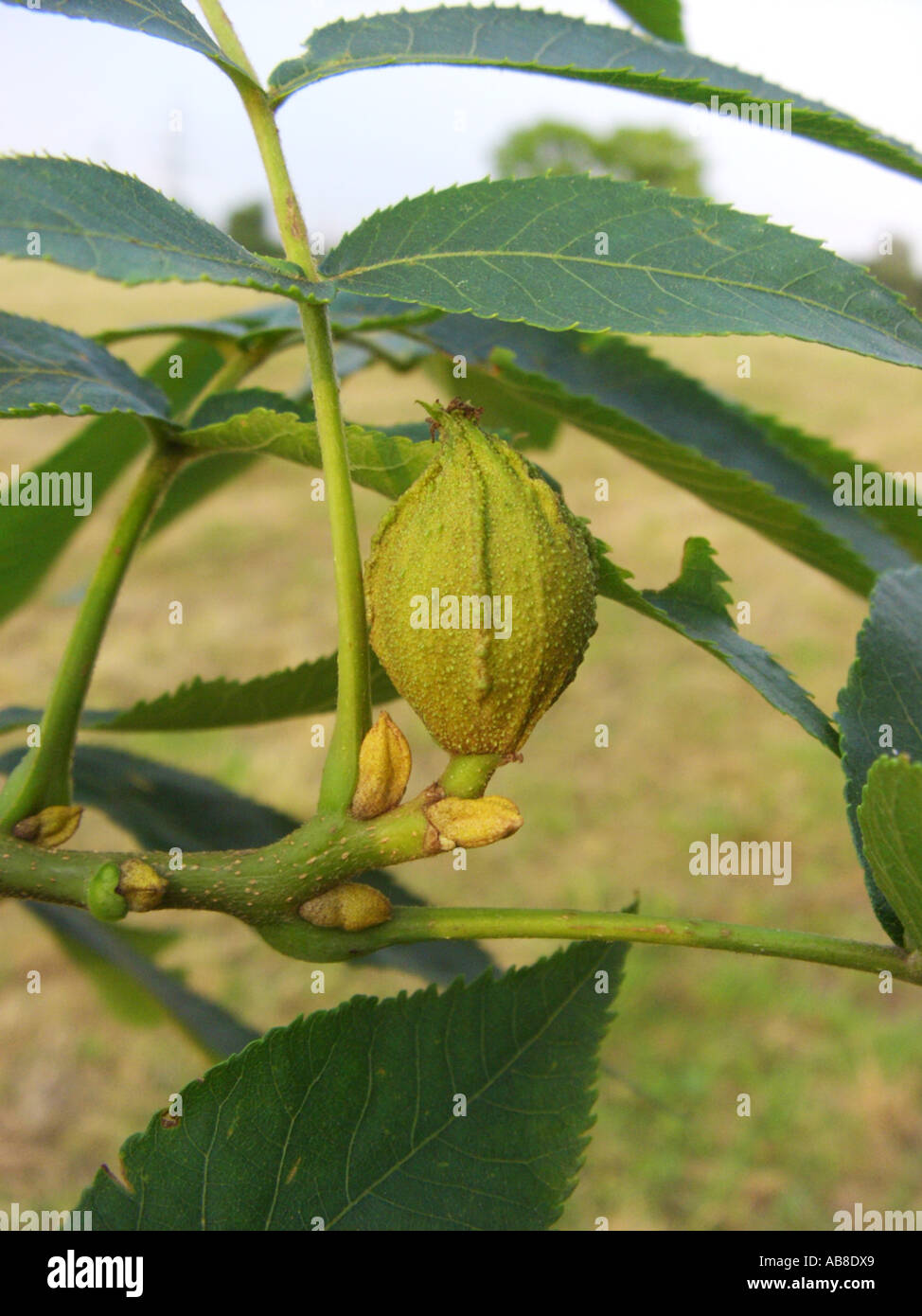 bitternut hickory, bitternut hockory (Carya cordiformis), branch with