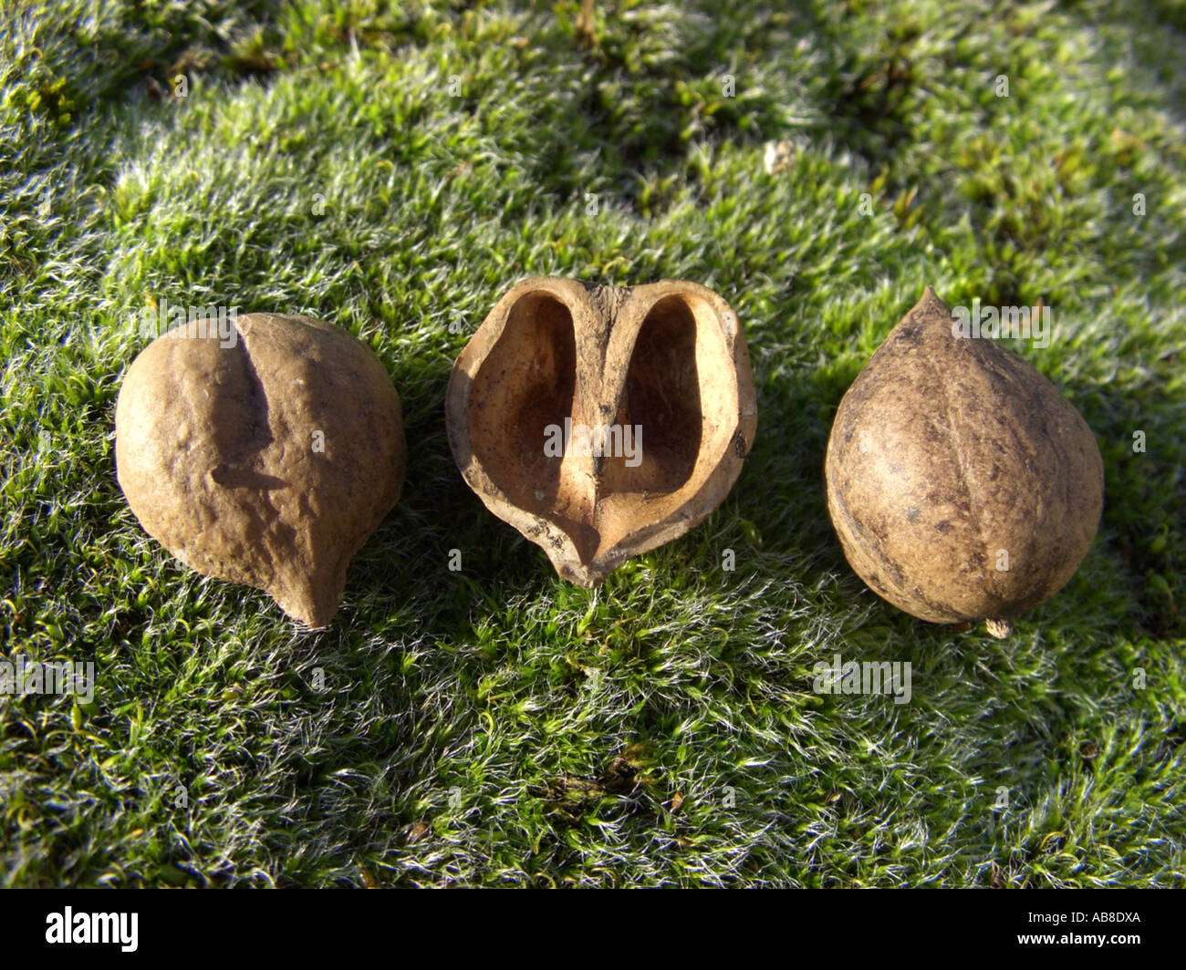 Bitternut hickory hires stock photography and images Alamy