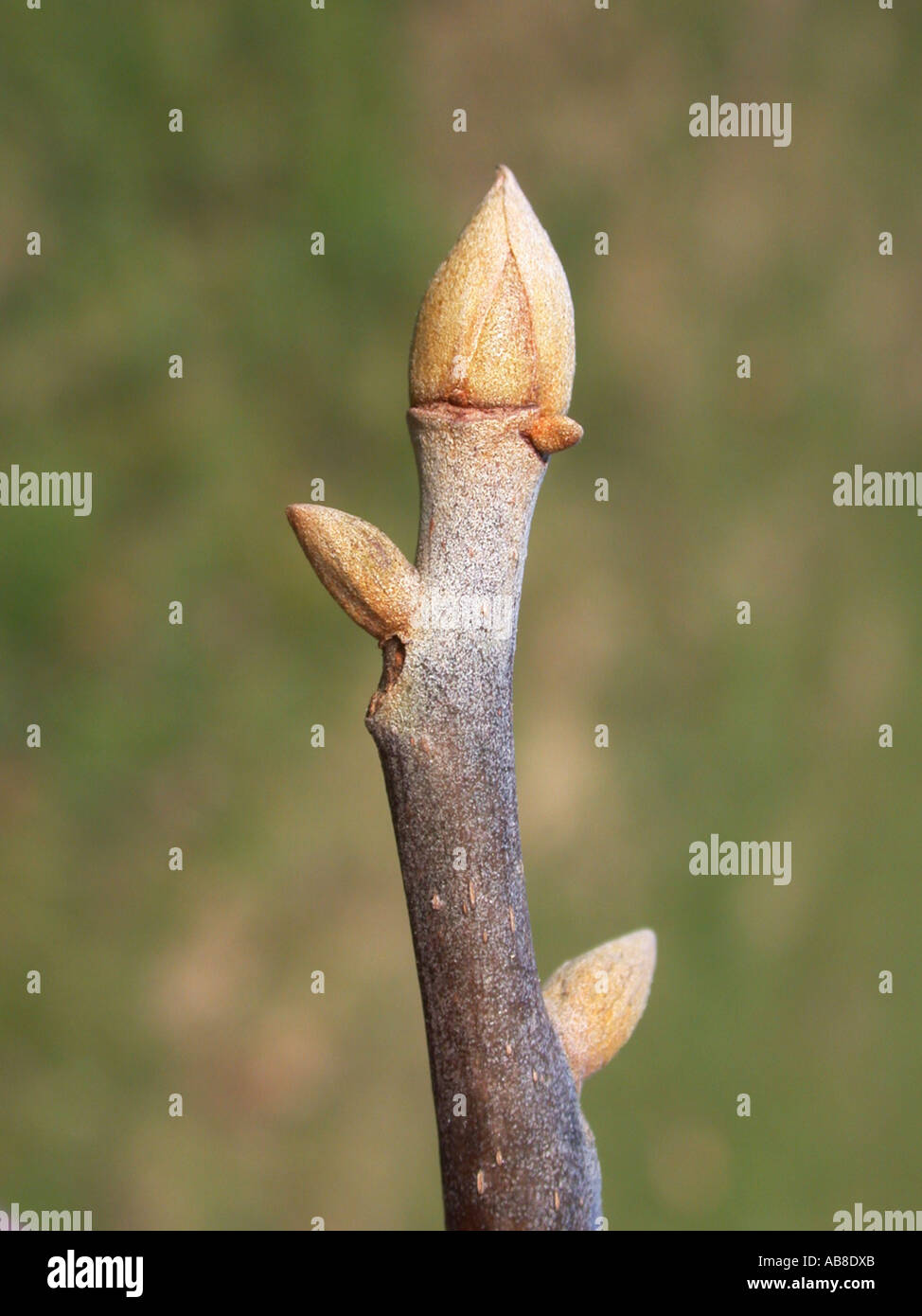 sweet pignut hickory, swamp hickory (Carya glabra), buds Stock Photo