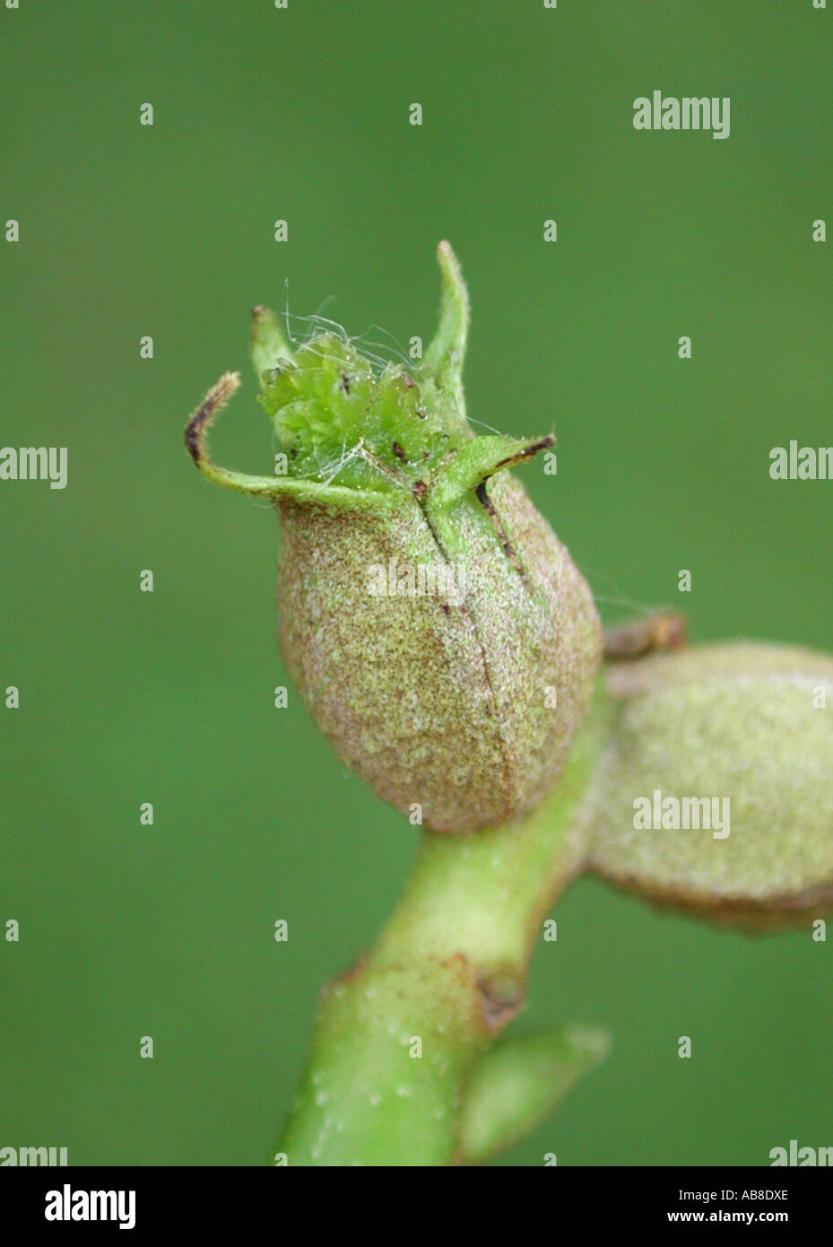 shagbark hickory, shagbark hickory (Carya ovata), female flower Stock