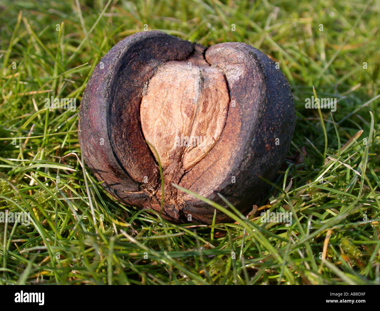 shag-bark hickory, shagbark hickory (Carya ovata), fruit with husk in the grass lying on the ground Stock Photo