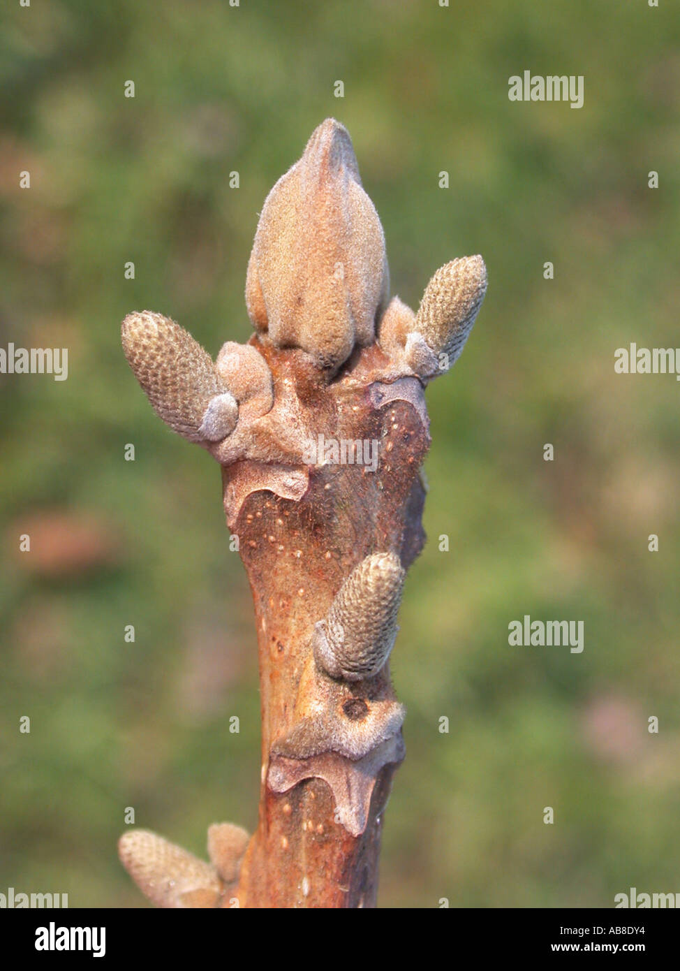 Japanese Walnut (Juglans ailantifolia), buds of male inflorescences Stock Photo