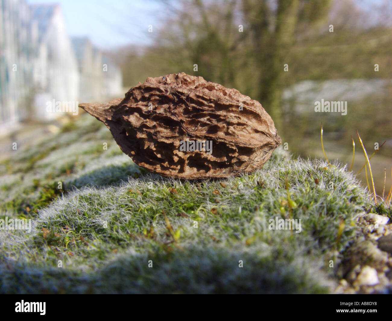 white walnut, butternut (Juglans cinerea), nut on moss Stock Photo