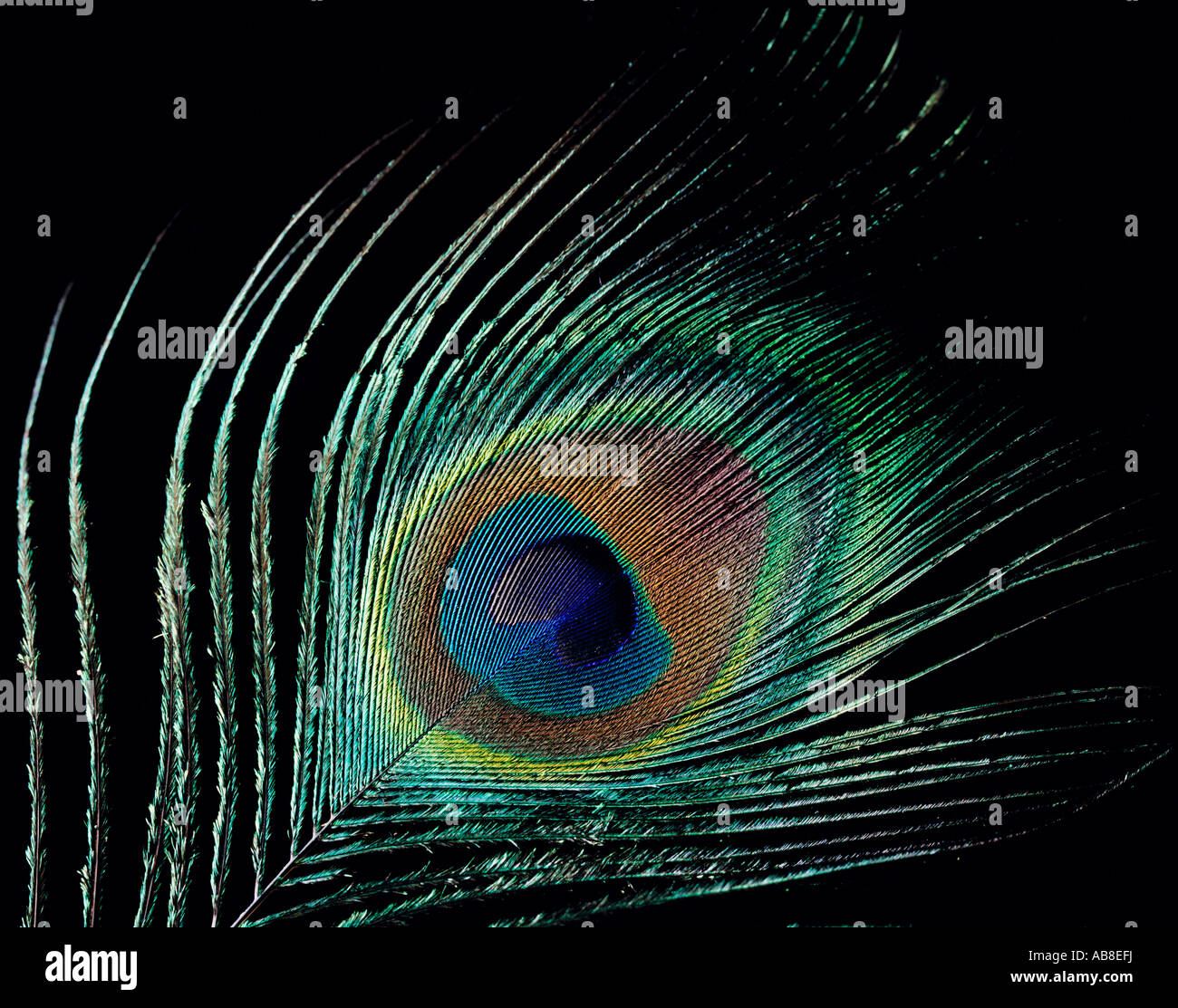 Peacock feather against black background Stock Photo - Alamy