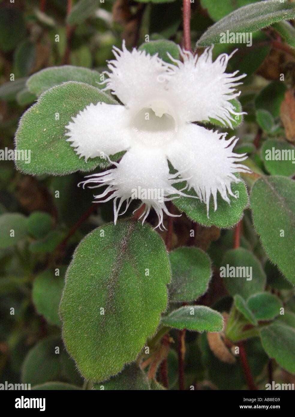 lace flower vine (Alsobia dianthiflora (Episcia dianthiflora)), flower and leaf Stock Photo