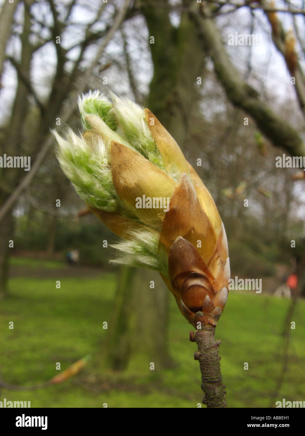 common beech (Fagus sylvatica), shoot with male flowers Stock Photo